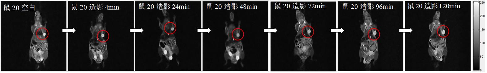 小鼠皮下腫瘤磁共振造影成像實驗